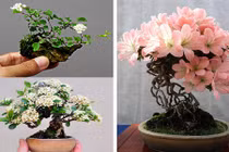 Mãn nhãn ngắm cây bonsai nở hoa rực rỡ