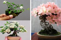 Mãn nhãn ngắm cây bonsai nở hoa rực rỡ