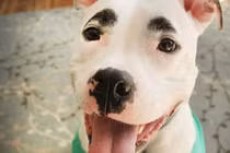  Chết cười với những con vật có bộ lông dị thường