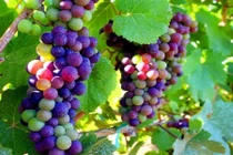 Sự thật bất ngờ về nho cầu vồng lạ chưa từng thấy