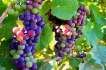 Sự thật bất ngờ về nho cầu vồng lạ chưa từng thấy