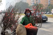 Ảnh: Tết về trên những xe chở đào rong khắp phố Hà Nội