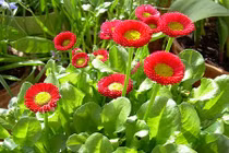 Chọn 5 loại cúc cảnh cực chuẩn phong thủy chơi Tết