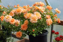 5 loại hồng sang chảnh được nhà giàu Hà Nội săn lùng