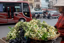 Ảnh: Nồng nàn hoa bưởi ngát hương phố Hà Nội