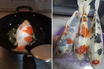 Chồng nuôi cá Koi trăm triệu, về muộn bị vợ đem rán sạch 
