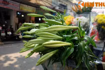 Ảnh: Hoa loa kèn tinh khôi xuống phố Hà Nội