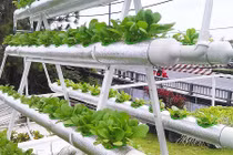 Mãn nhãn muôn kiểu trồng rau sạch trên sân thượng