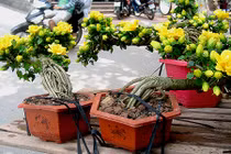 Bonsai lạ được hét giá bạc triệu một cây