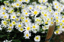 Cúc họa mi đầu mùa giá chát vẫn hút khách tìm mua