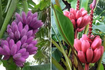Loạt chuối kì lạ khiến nhiều người phát sốt