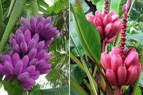 Loạt chuối kì lạ khiến nhiều người phát sốt