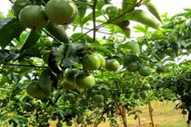 Trồng chanh leo sai trĩu quả giữa nhà phố cực dễ