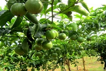 Trồng chanh leo sai trĩu quả giữa nhà phố cực dễ