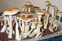 Bí kíp trồng nấm sạch tại nhà lớn nhanh vùn vụt