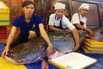 Cận cảnh cá tra khủng 200kg lên bàn nhậu đại gia Sài Gòn
