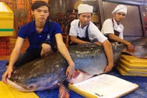 Cận cảnh cá tra khủng 200kg lên bàn nhậu đại gia Sài Gòn