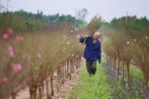 Ảnh tuyệt đẹp: Đào xuân khoe sắc trong gió đông