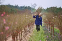 Ảnh tuyệt đẹp: Đào xuân khoe sắc trong gió đông