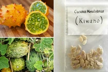 Hạt giống dưa sừng “hiếm có khó tìm” hút khách Hà Nội