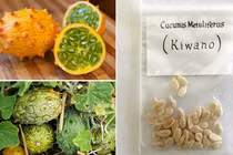 Hạt giống dưa sừng “hiếm có khó tìm” hút khách Hà Nội