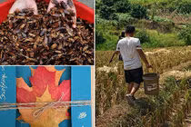 Giới trẻ kiếm bộn tiền nhờ nuôi gián, bán lá vàng rơi... 