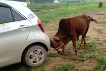 Cười tẹt ga với loạt ảnh hài “tổ lái” ở Việt Nam