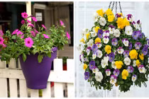 5 loại hoa trang trí sân vườn cực đẹp giá bèo