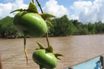Khám phá trái bần miền Tây xuất ngoại “đẻ” ra tiền