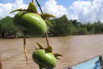 Khám phá trái bần miền Tây xuất ngoại “đẻ” ra tiền