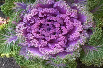 Khám phá giống bắp cải xoăn tít độc lạ đẹp mê mẩn