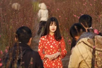 Ảnh đẹp: Người Hà Nội bên hoa đào Tết