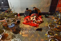 Ảnh: Thức trắng trông đào, quất bạc tỷ trong đêm lạnh 14 độ