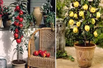 Những hạt giống đắt đỏ hút hồn bà nội trợ Việt