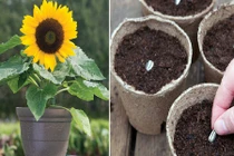 Tự tay trồng hướng dương bằng hạt nở hoa ưng ý