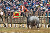 Ảnh: Nhìn lại những lần trâu chọi hung hăng húc người đáng sợ