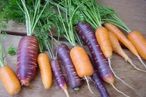 Cà rốt tím, đen hàng hiếm sốt xình xịch