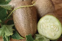 Dưa chuột khoai tây lạ lẫm khiến dân Hà Nội phát cuồng