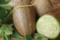 Dưa chuột khoai tây lạ lẫm khiến dân Hà Nội phát cuồng