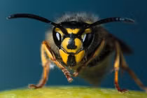 Thực hư chữa ung thư bằng cách cho ong bắp cày đốt?