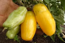 Lạ lẫm cà chua hình chuối màu vàng hái ra tiền