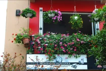 Ngắm những ban công nhà rực rỡ sắc hoa ở Hà Nội
