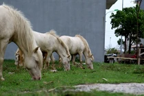 Chuyện lạ: Đàn ngựa bạch phi đường nhựa, kiếm ăn giữa phố