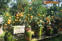 Hàng độc Tết 2015: Quất bình mini Hà Nội giá cực chát