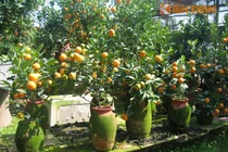 Hàng độc Tết 2015: Quất bình mini Hà Nội giá cực chát