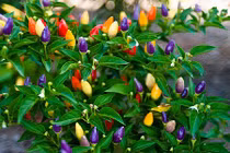 Tuyệt chiêu ít biết trồng ớt trong chậu lớn nhanh vùn vụt