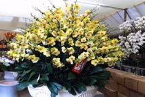 Mãn nhãn lan hồ điệp giá gần 90 triệu đồng ở Hà Nội