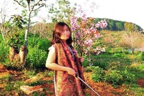 Kỷ luật Đảng đối với Phó giám đốc Sở bẻ hoa anh đào