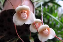 Ngắm loạt cây quả hình khỉ sốt xình xịch đón Tết Bính Thân