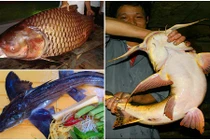 Cá hiếm dị hợm sốt xình xịch trên bàn nhậu đại gia Việt